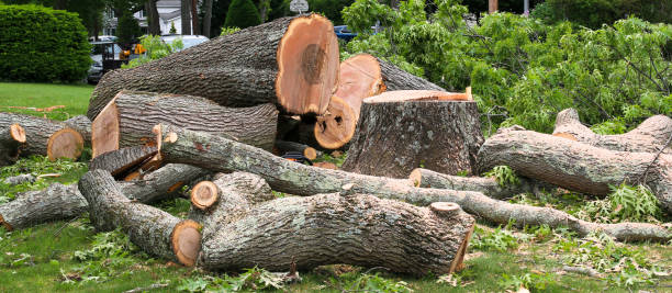  , MD Tree Services Pros